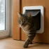 Kattenvoer kiezen: een uitgebreide blik op opties en aandachtspunten